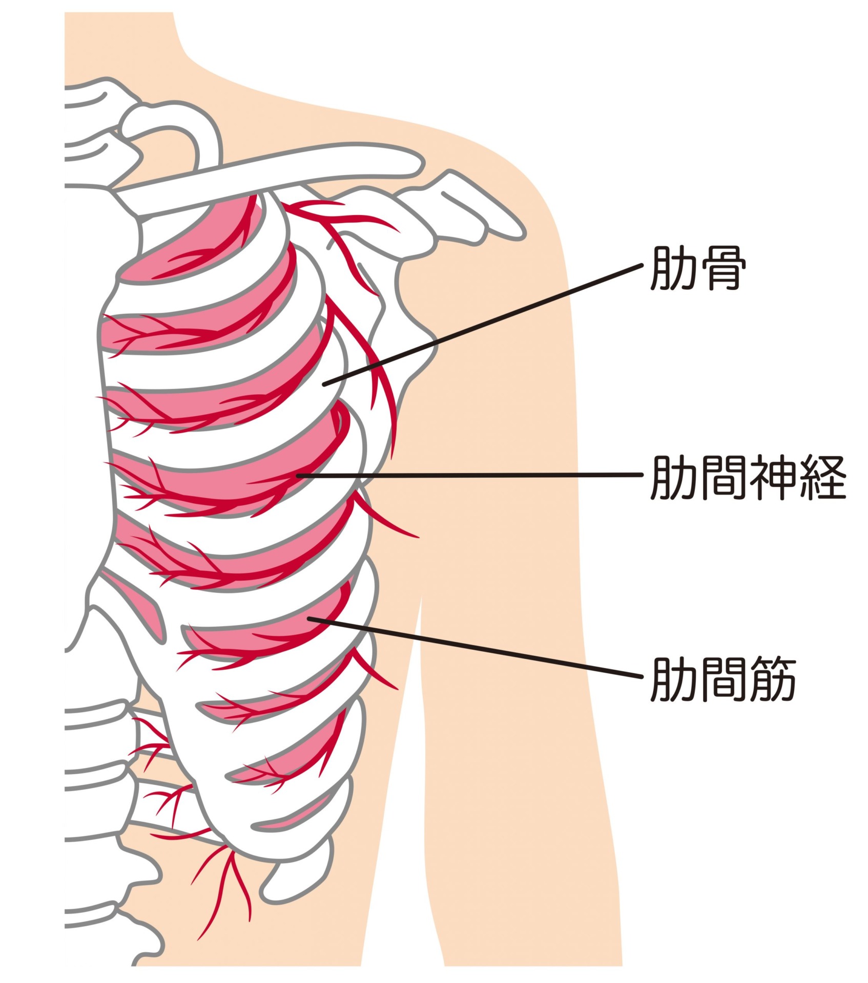 肋間神経痛でしてはいけないこと【浅草橋西口クリニックMo】